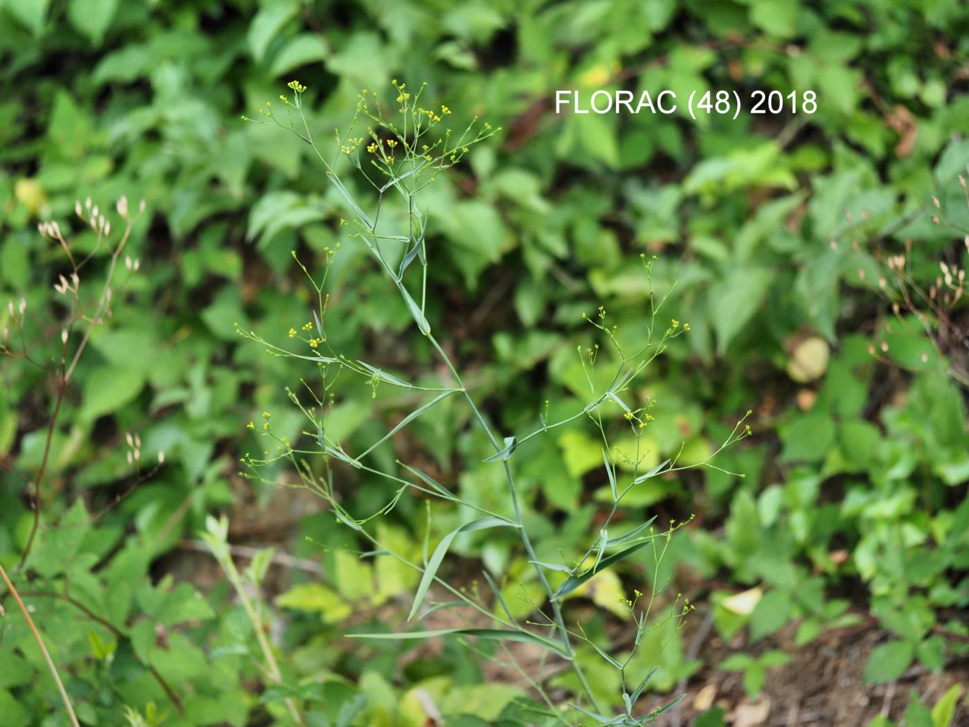 Hare's-Ear, [Rush-leaved] plant